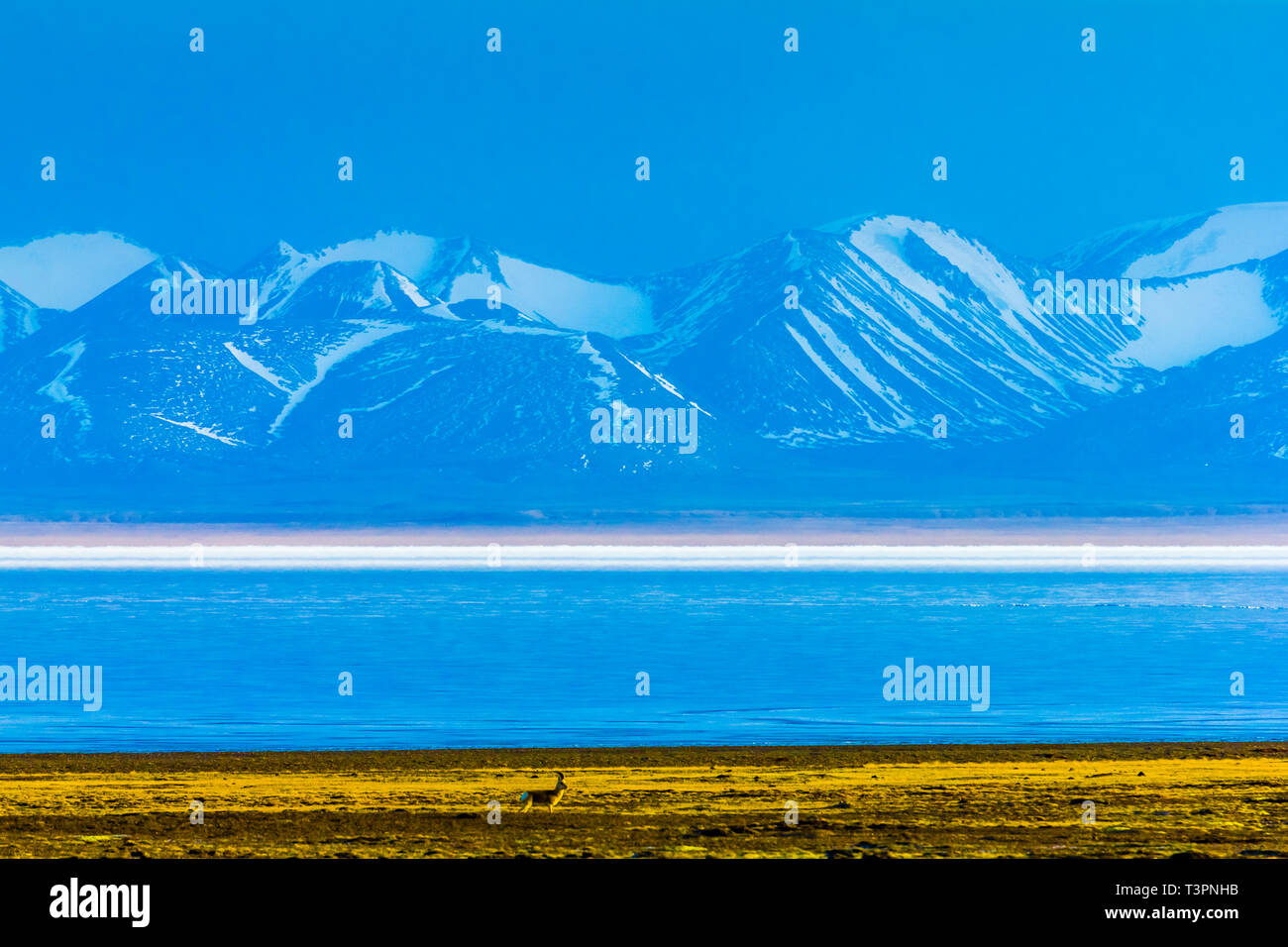 Hala Lake and snow capped Qilian mountain range ,Qinghai-Tibet Platea,China Stock Photo
