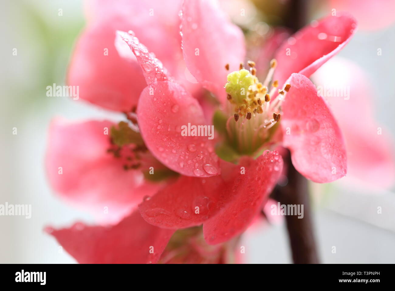 Ornamental quince, Chinese Flowering Quince (Chaenomeles speciosa 'Umbilicata', Chaenomeles speciosa Umbilicata), cultivar Umbilicata Stock Photo