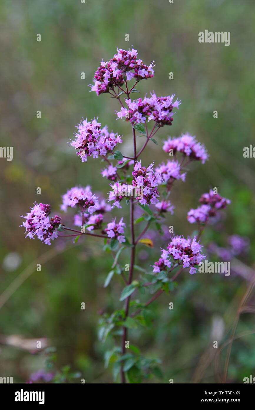 Verbena on a flower bed hi-res stock photography and images - Alamy