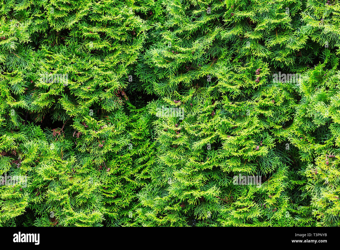 Thuja occidentalis green background, natural texture Stock Photo