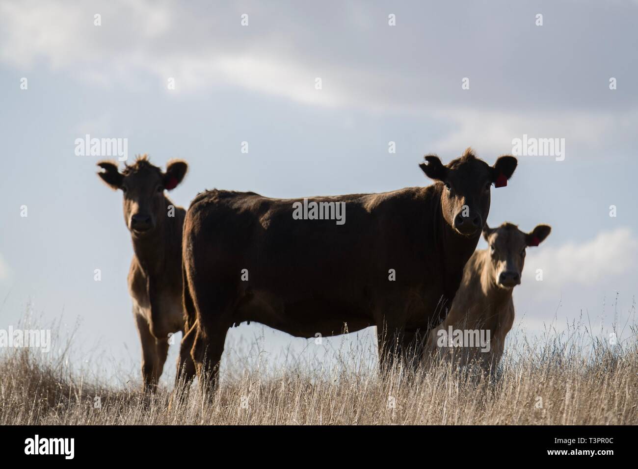 Stud Beef bulls, cows and calfs grazing on grass in south west victoria, Australia. breeds include speckled park, murray grey. Stock Photo