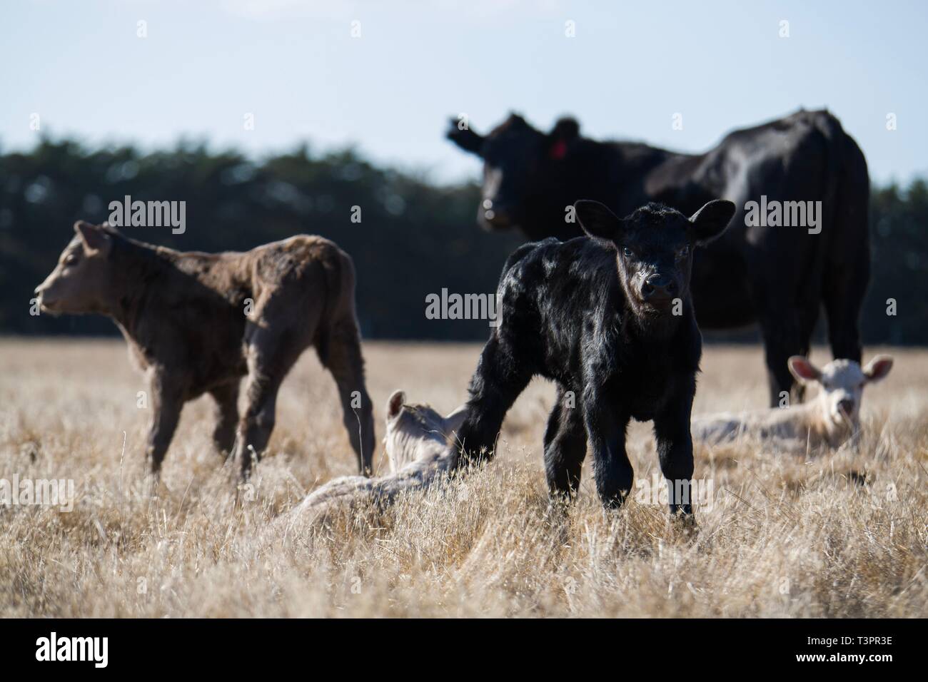 Stud Beef bulls, cows and calfs grazing on grass in south west victoria, Australia. breeds include speckled park, murray grey. Stock Photo