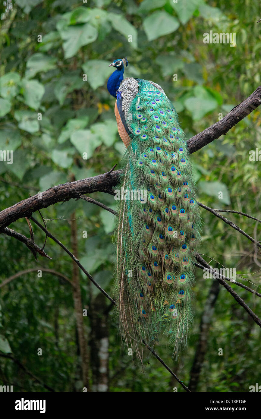 Peacock is the national bird of India. It was a rainy day filled with romance and this particular peacock on a full display of its gorgeous feathers. Stock Photo