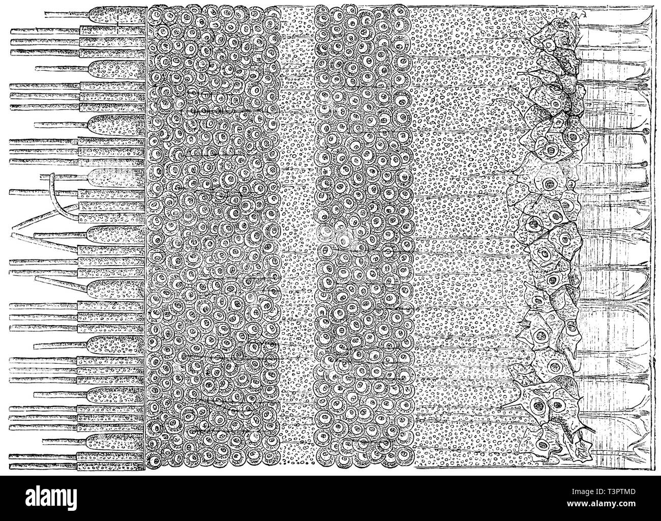 Layers of the retina hi-res stock photography and images - Alamy