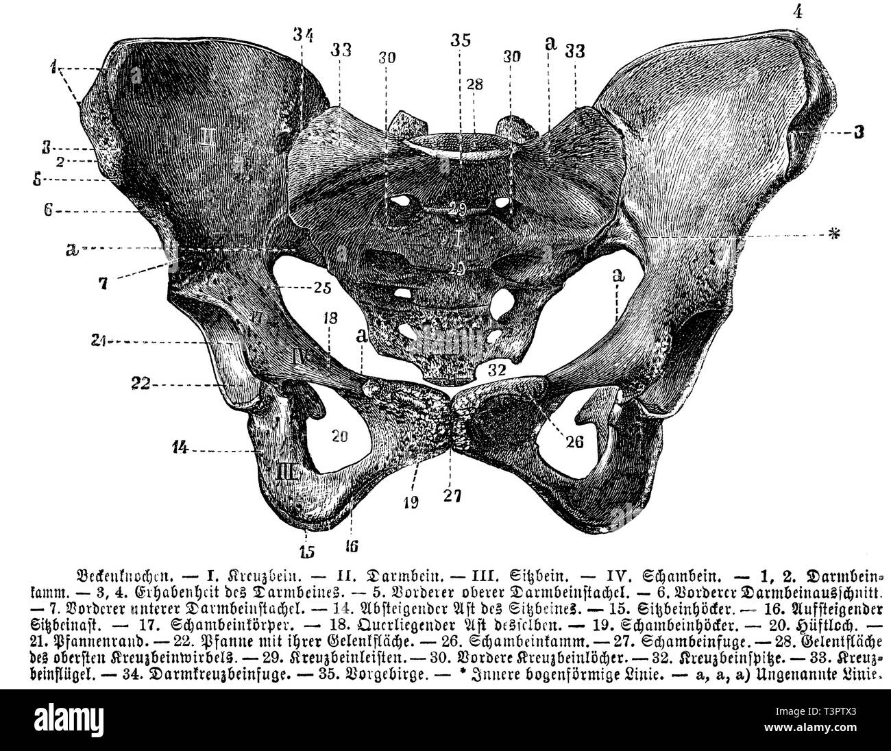 Human: pelvic bone, I) sacrum, II) iliac, III) ischial bone, IV) pubis, 1, 2) iliac crest, 3,4) sublimity of iliac bone, 5) anterior iliac spine, 6) anterior iliac bone, 7) anterior iliac spine , 14) descending limb of the ischial bone, 15) ischial tuberosity, 16) ascending ischial bone, 17) pubis, 18) transverse branch of pubis, 19) pubic hump, 20) hip hole, 21) rim, 22) acetabulum, 26) pubic ridge , 27) pubic symphysis, 28) articular surface of the uppermost sacral vertebra, 29) sacral ridges, 30) anterior sacral pits, 32) sacral point, 33) sacral wing, 34) intestinal cruciate fissure, 35) p Stock Photo