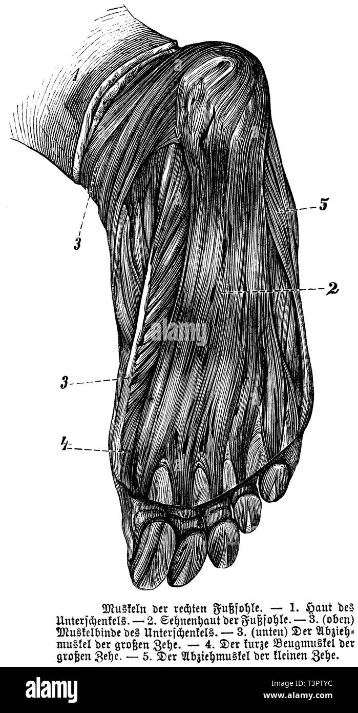 Muscles of the right sole of the foot, anonym  1887 Stock Photo