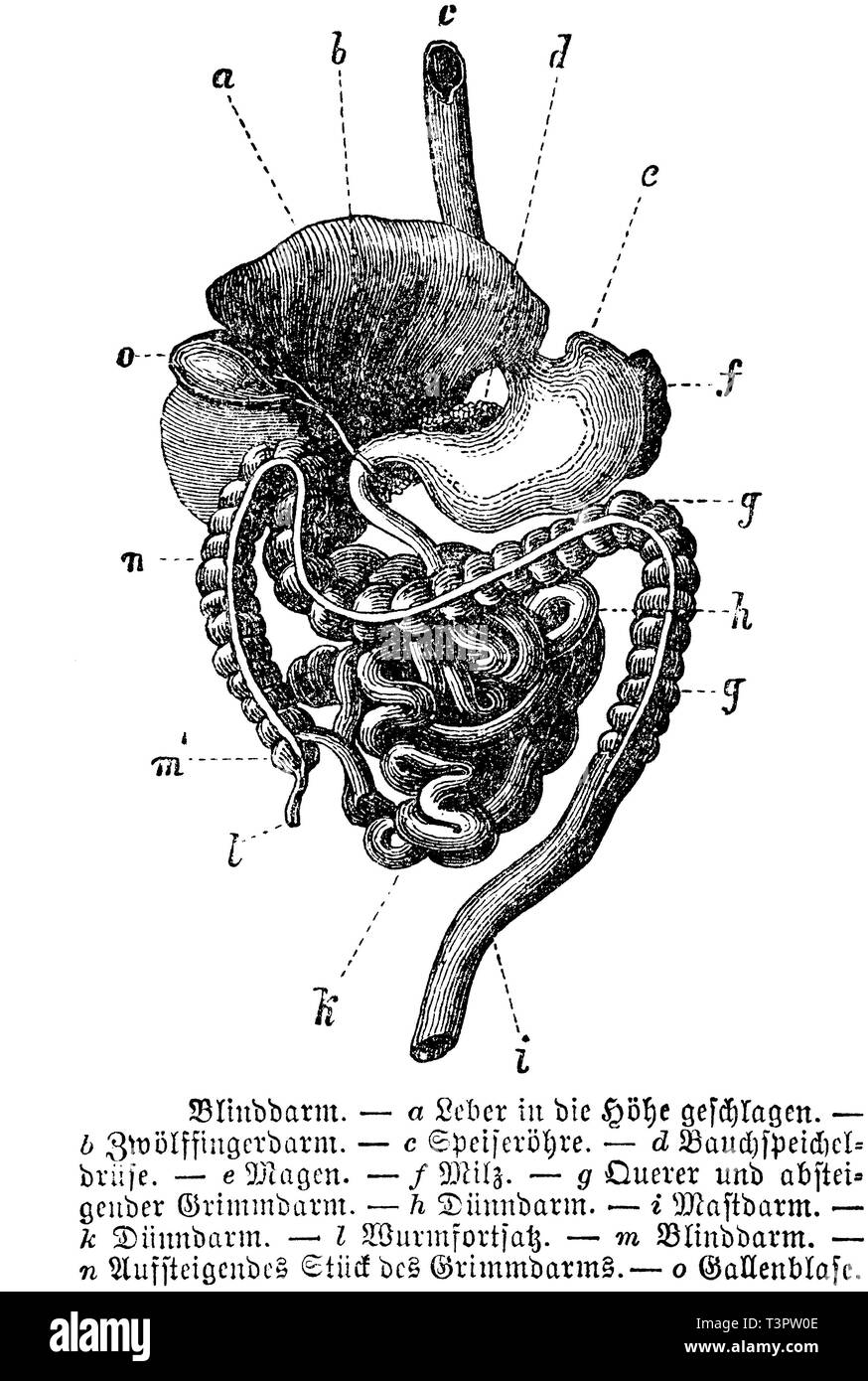 Human: Appendix. a) liver, b) duodenum, c) esophagus, d) pancreas, e) stomach, f) spleen, g) transverse and descending colon, h) small intestine, i) rectum, k) small intestine, l) appendix, m) cecum ; n) ascending piece of the colon, o) gallbladder, anonym  1887 Stock Photo