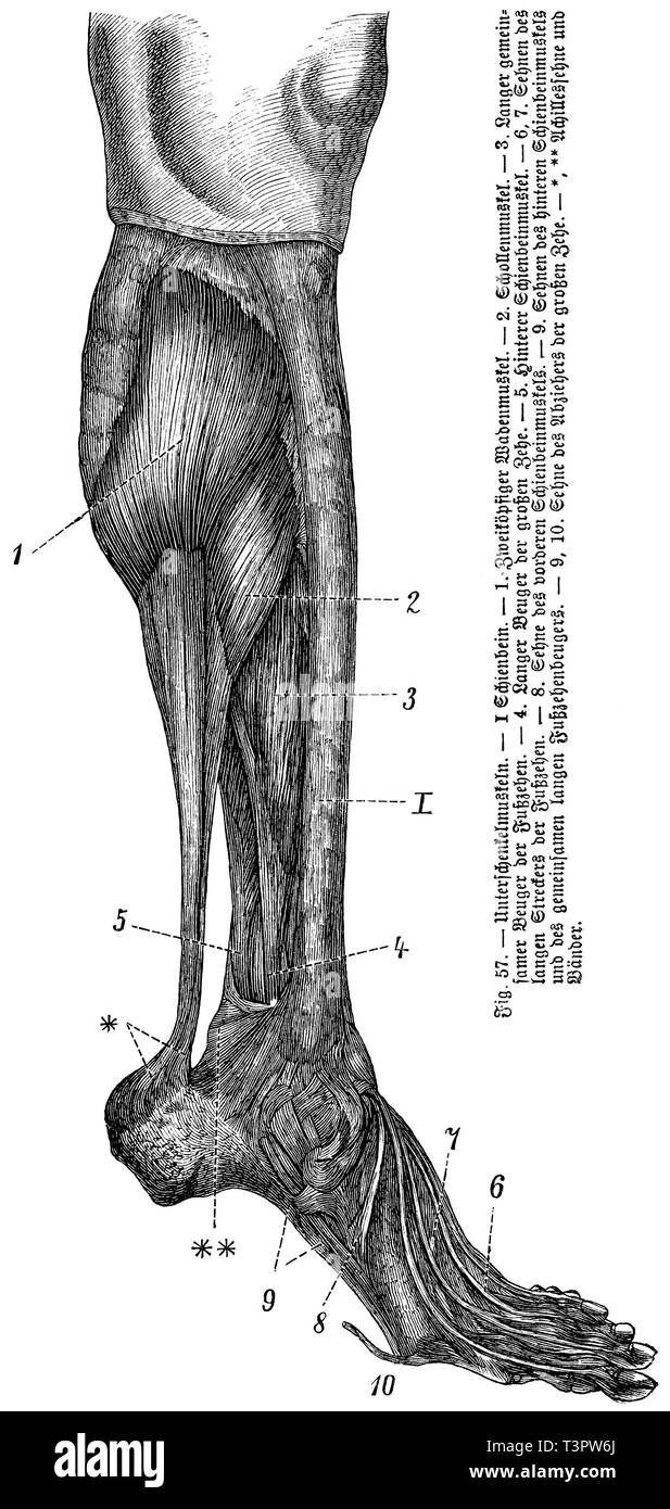 Human: Lower leg muscles, anonym  1887 Stock Photo