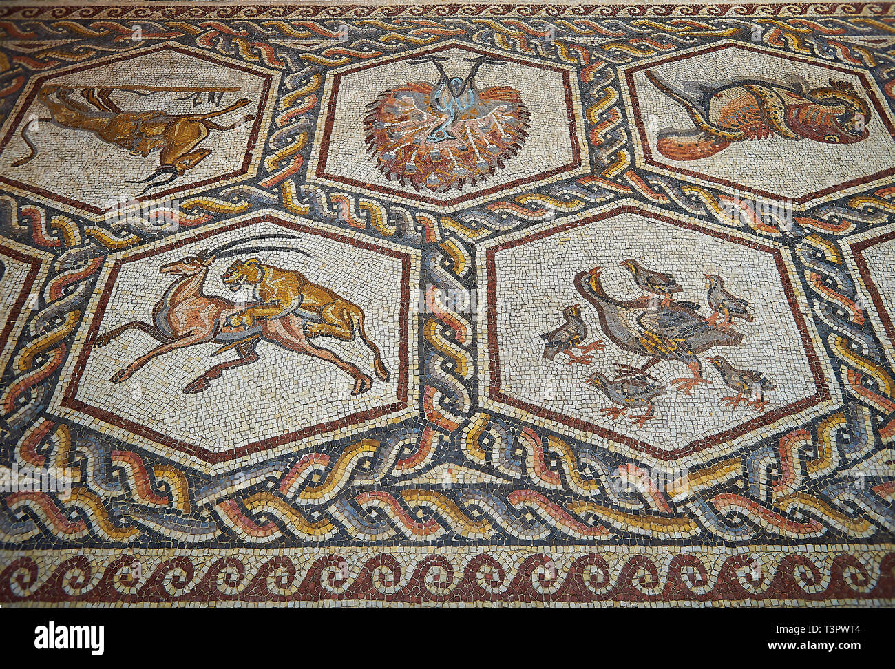https://c8.alamy.com/comp/T3PWT4/animals-and-birds-from-the-3rd-century-roman-mosaic-villa-floor-from-lod-near-tel-aviv-israel-the-roman-floor-mosaic-of-lod-is-the-largest-and-best-T3PWT4.jpg