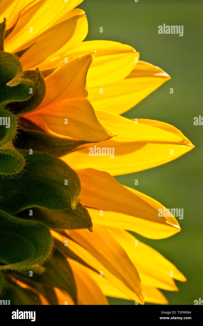 A back-lit Sunflower head showing flower petal structure and artistic light and shade. Stock Photo