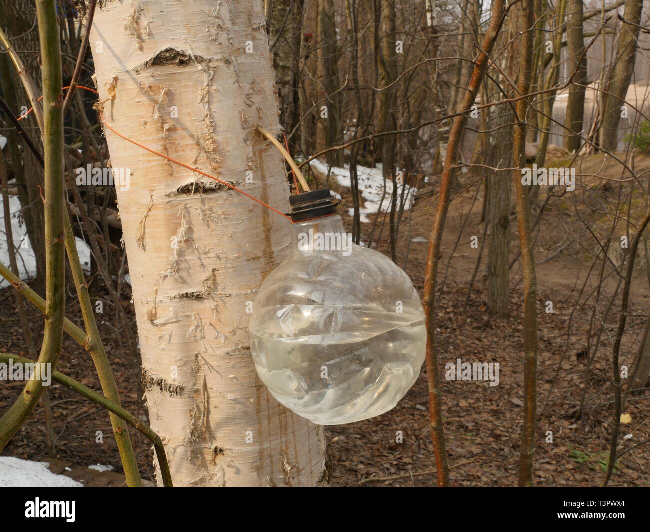 harvesting birch sap into a plastic bottle Stock Photo