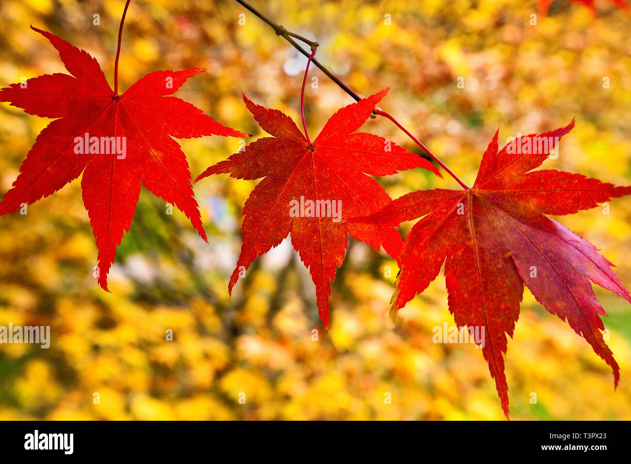 Red Japanese Maple leaves in Autumn, with a colouful yellow background. Stock Photo
