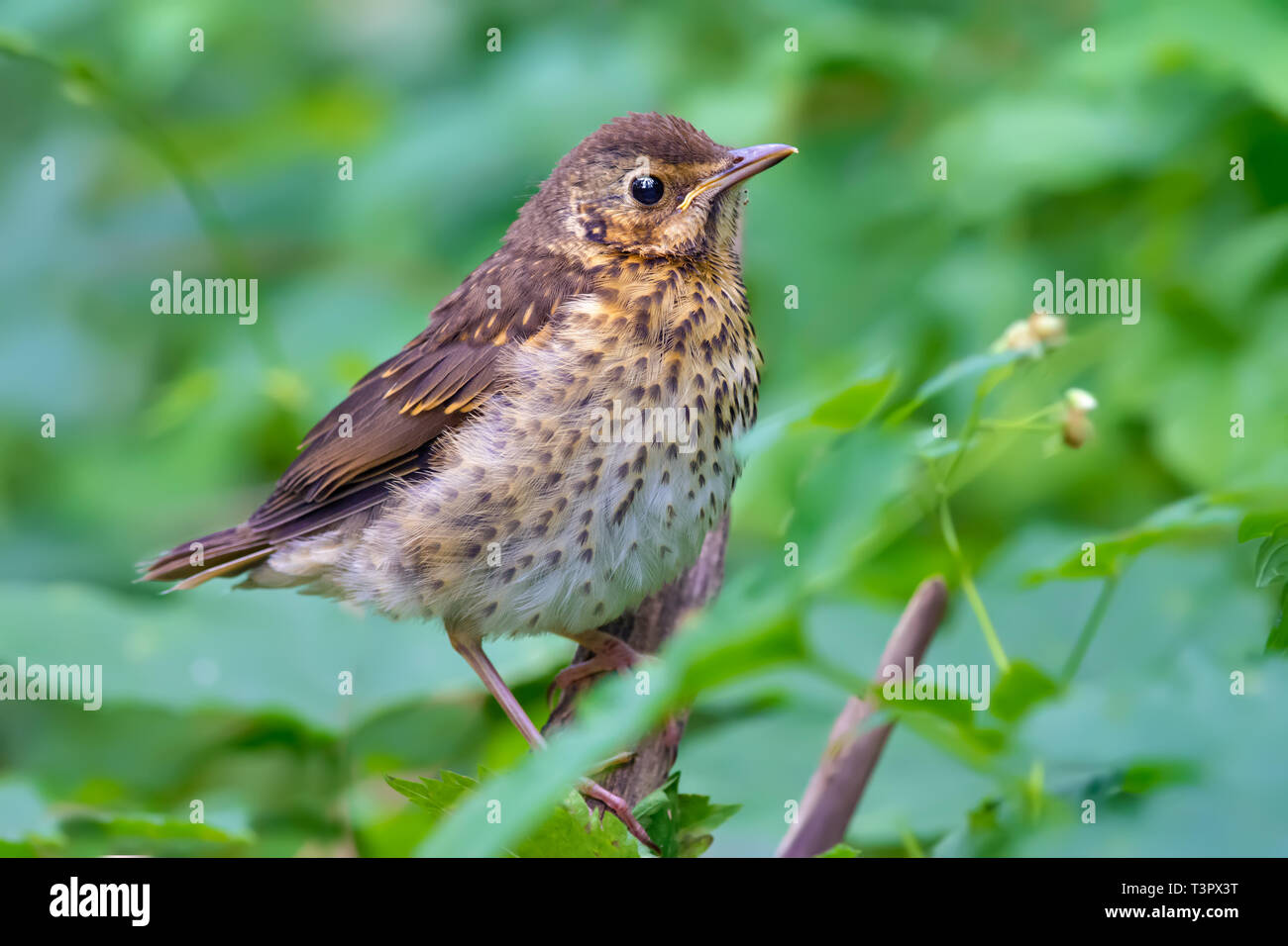 Very young Song Thrush posing and looks through green foliage Stock Photo