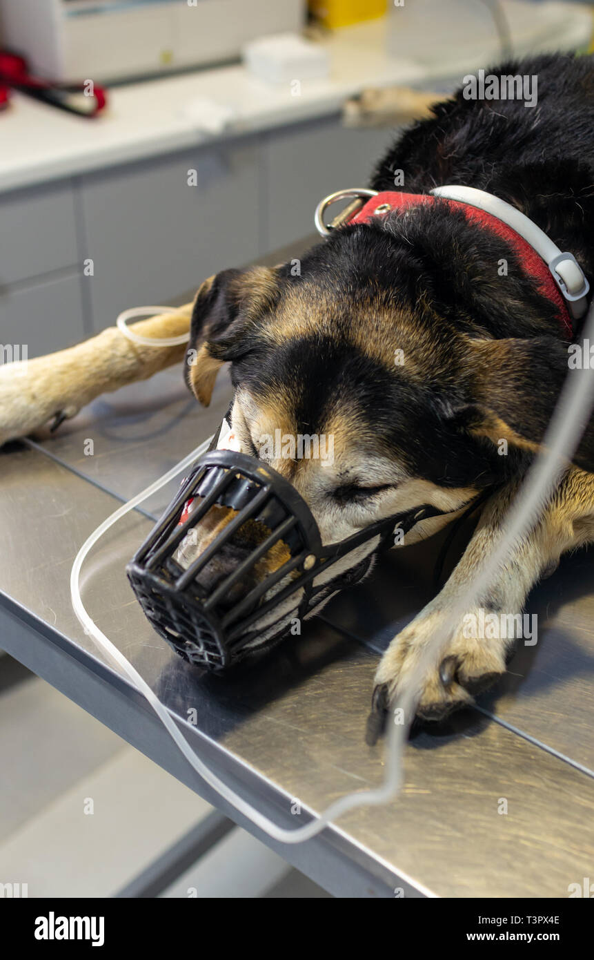 Animal oral surgery hires stock photography and images Alamy