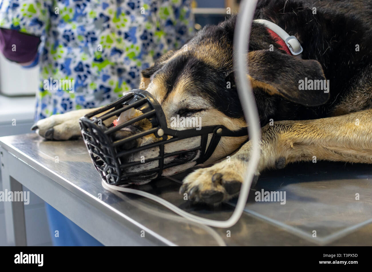 Sedated dog with a muzzle in the preoperative before an oral surgery
