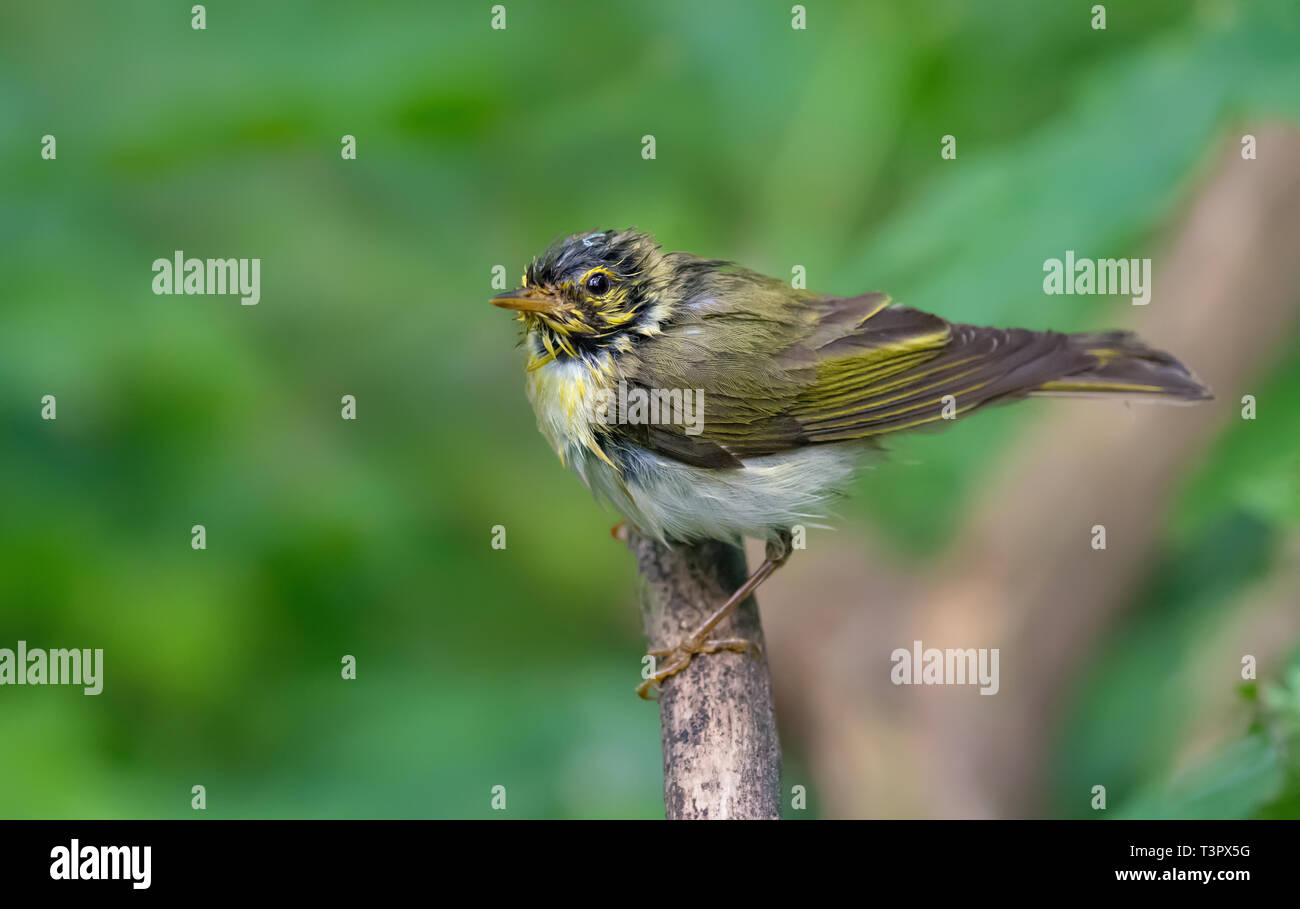 Very wet Wood Warbler posing and drying herself on a branch Stock Photo