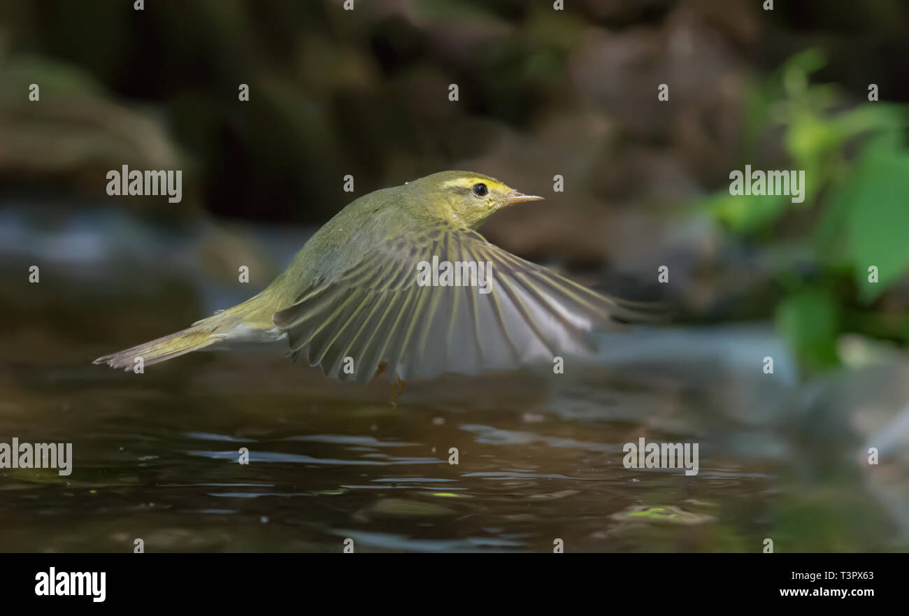 Wood Warbler flying over a watering pond Stock Photo