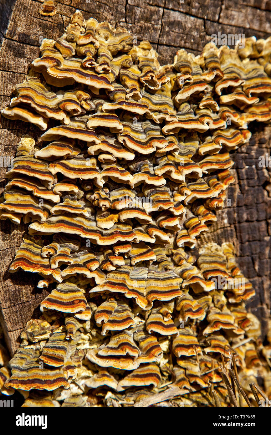 Tree fungus - believed to be a sub species of Bracket fungus or turkey tail fungus Trametes versicolor. Stock Photo
