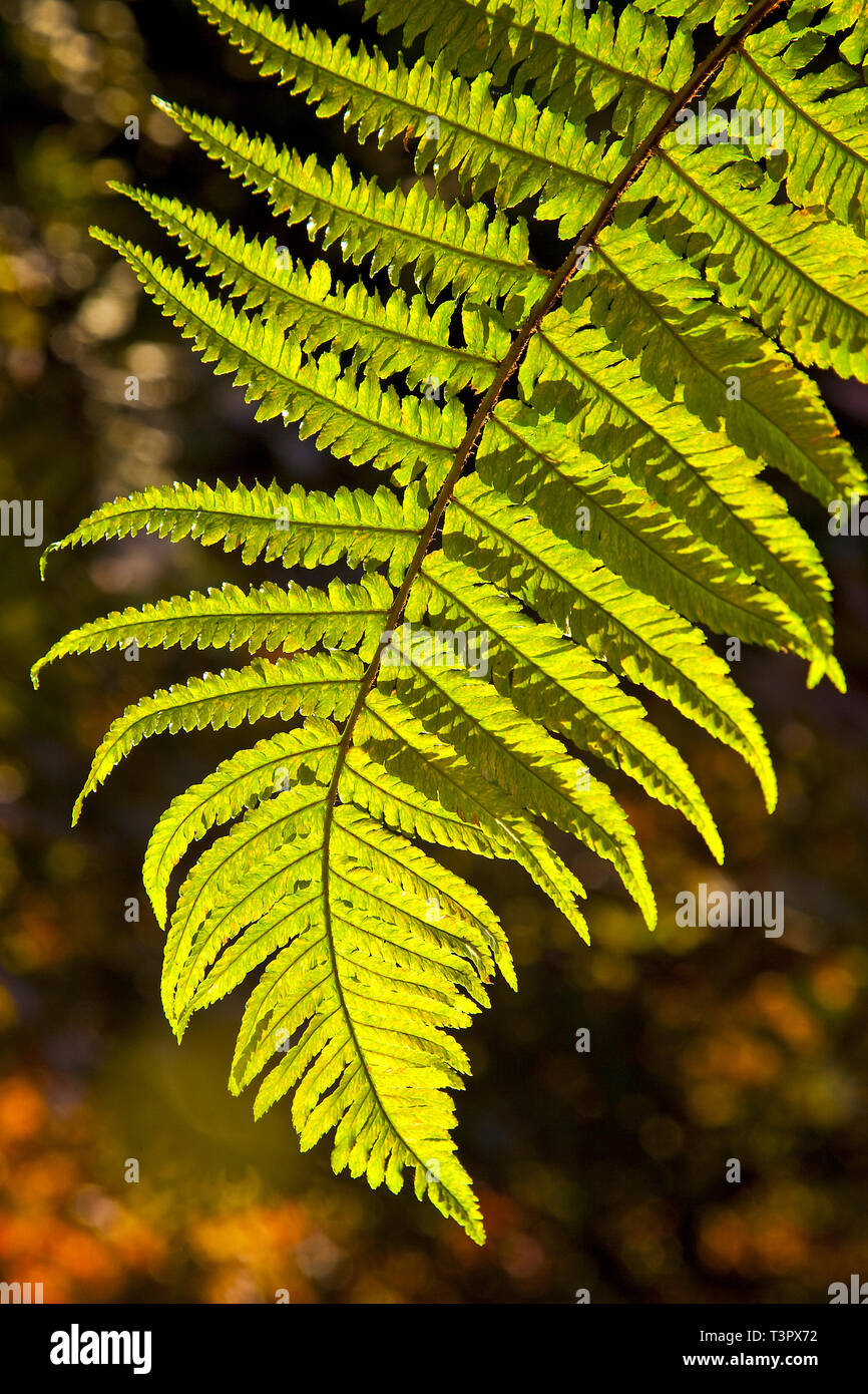 A back-lit fern showing the intricate leaf structure, in evening sunlight. Ferns are becoming important due to their ability to reduce air pollutants. Stock Photo