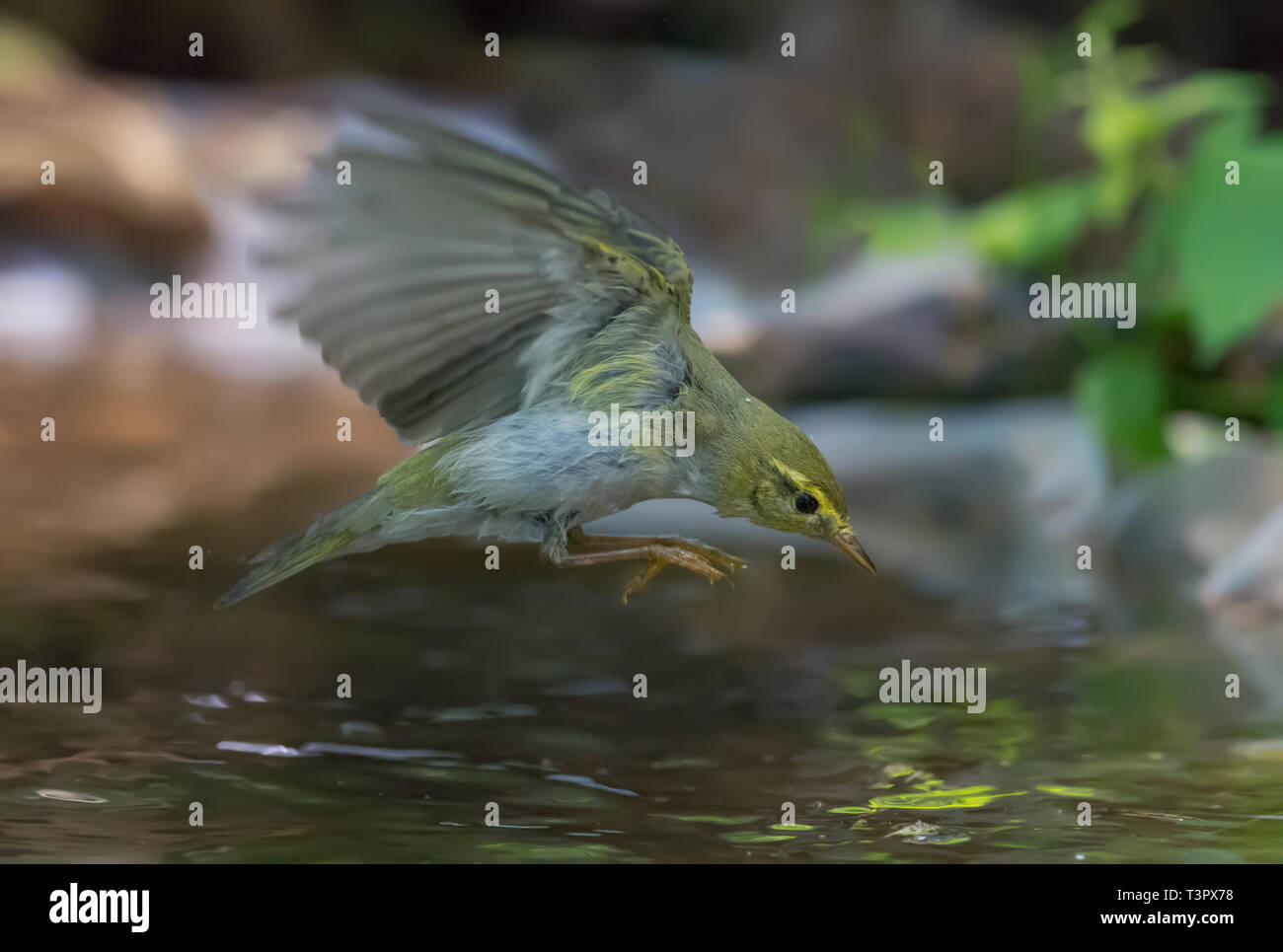 Wood Warbler flying over a water pond Stock Photo