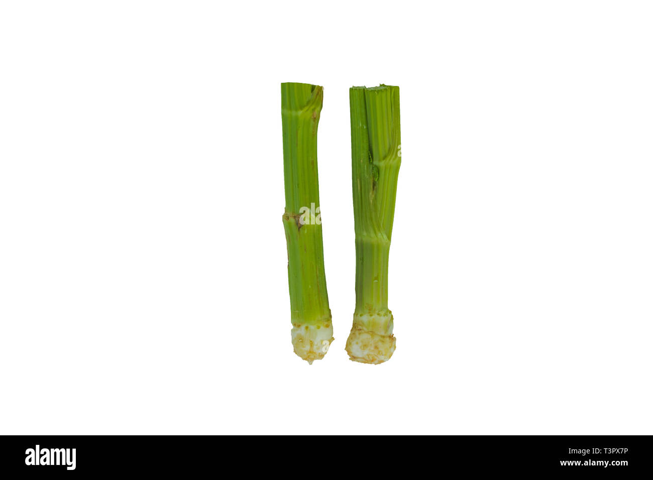 Celery stick Cut Out Stock Images & Pictures Alamy