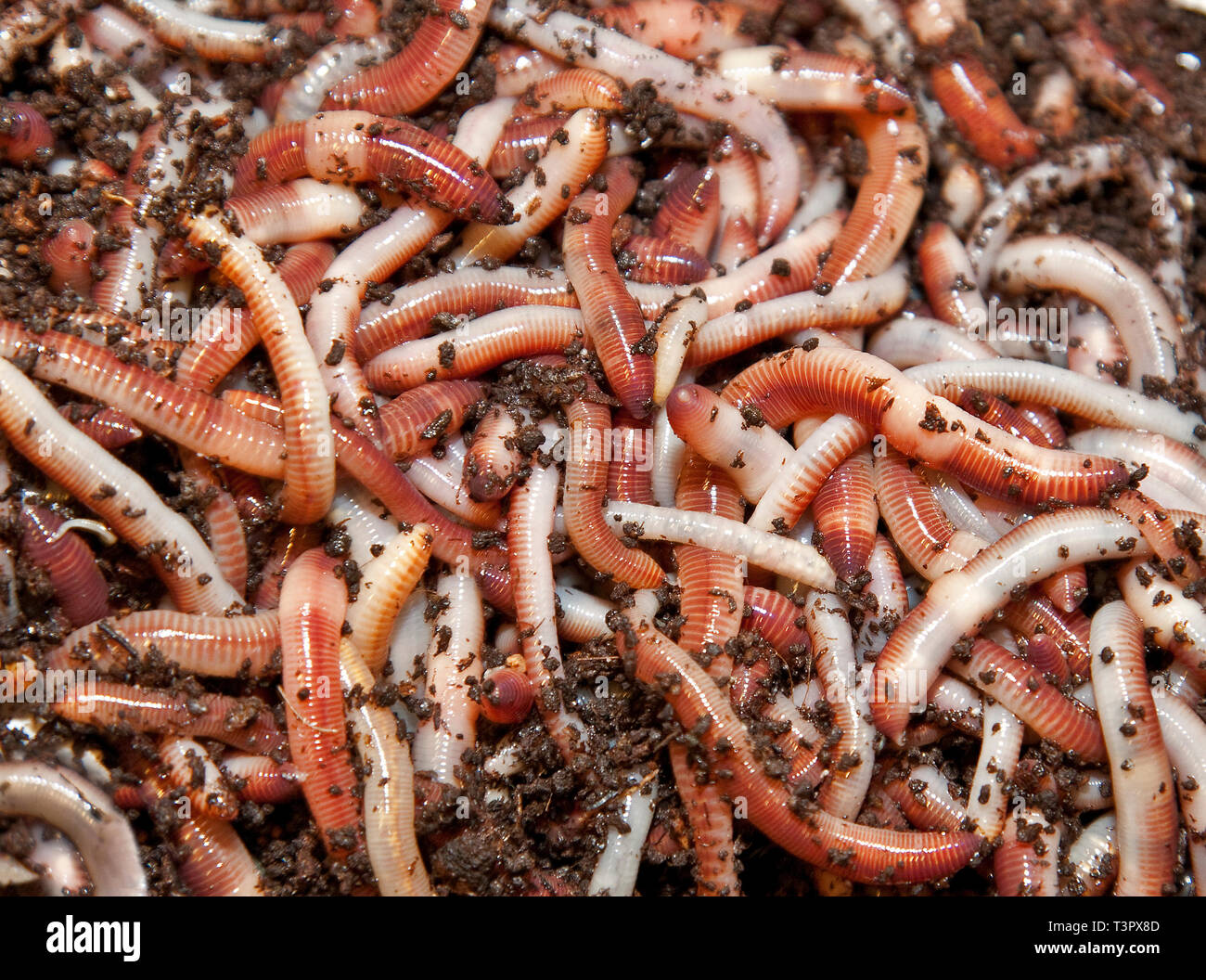 A bag of Tiger Worms ready to produce compost in a wormery. Stock Photo