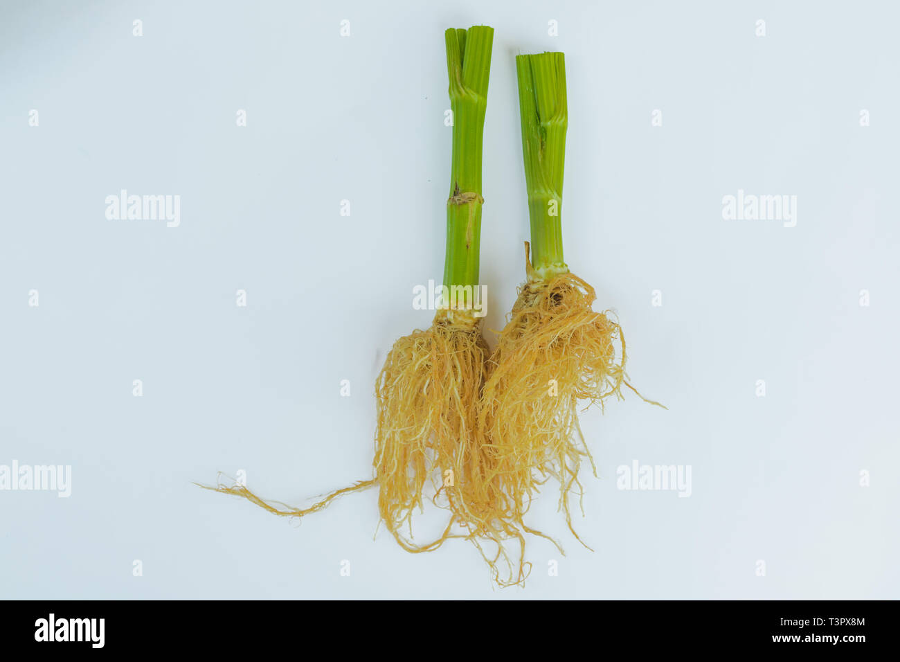 fresh green celery vegetable of celery head on white background with cilpping path Stock Photo