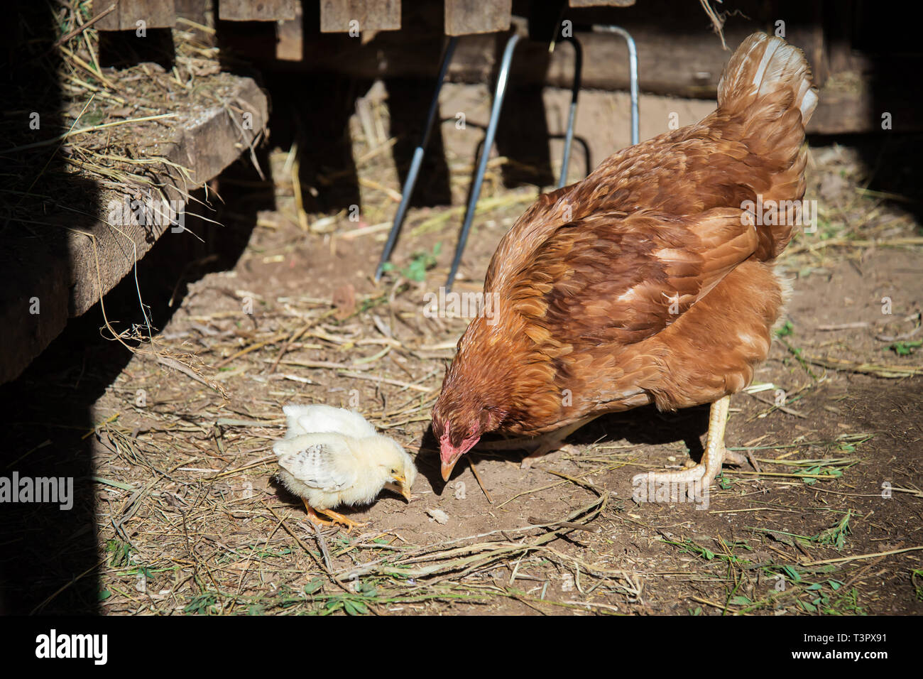Little Red Hen High Resolution Stock Photography and Images Alamy