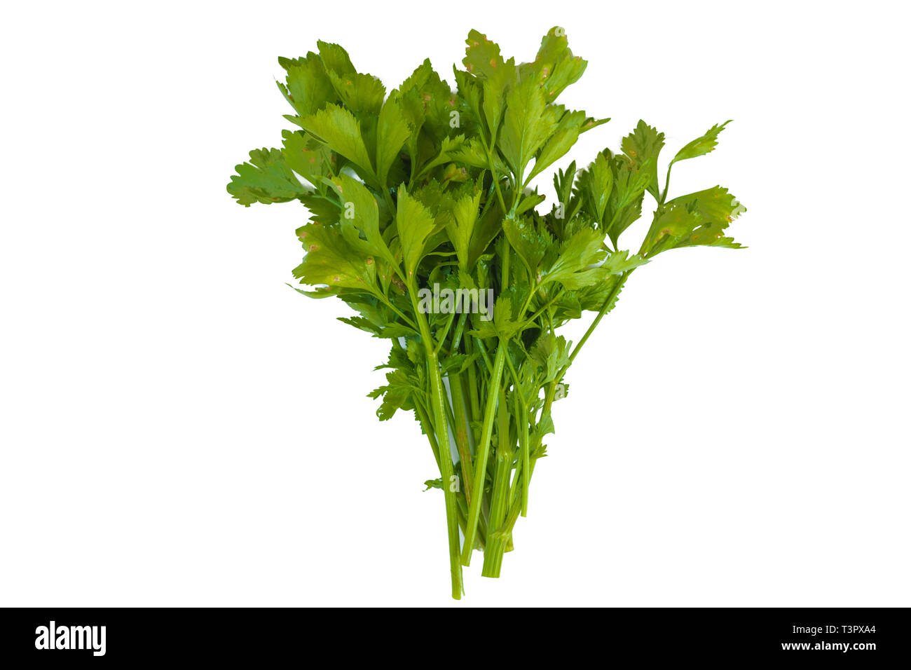 fresh green celery vegetable of celery leaf on white background with