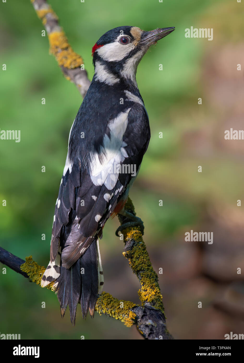 Male Great Spotted Woodpecker perched on a small lichen branch in very high definition Stock Photo
