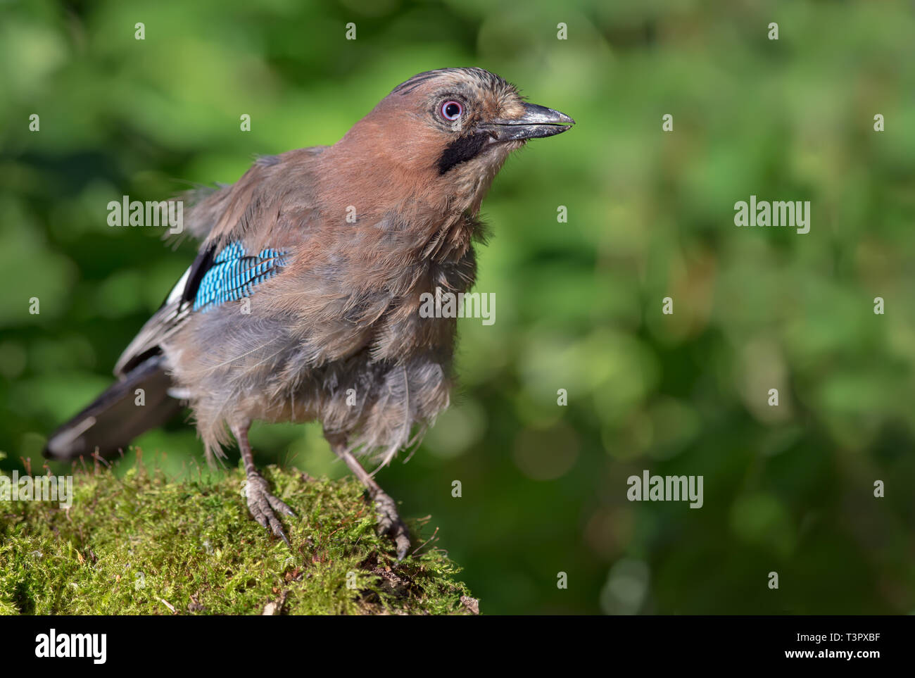 Curious Eurasian Jay posing on a mossy stump in the forest at high definition Stock Photo