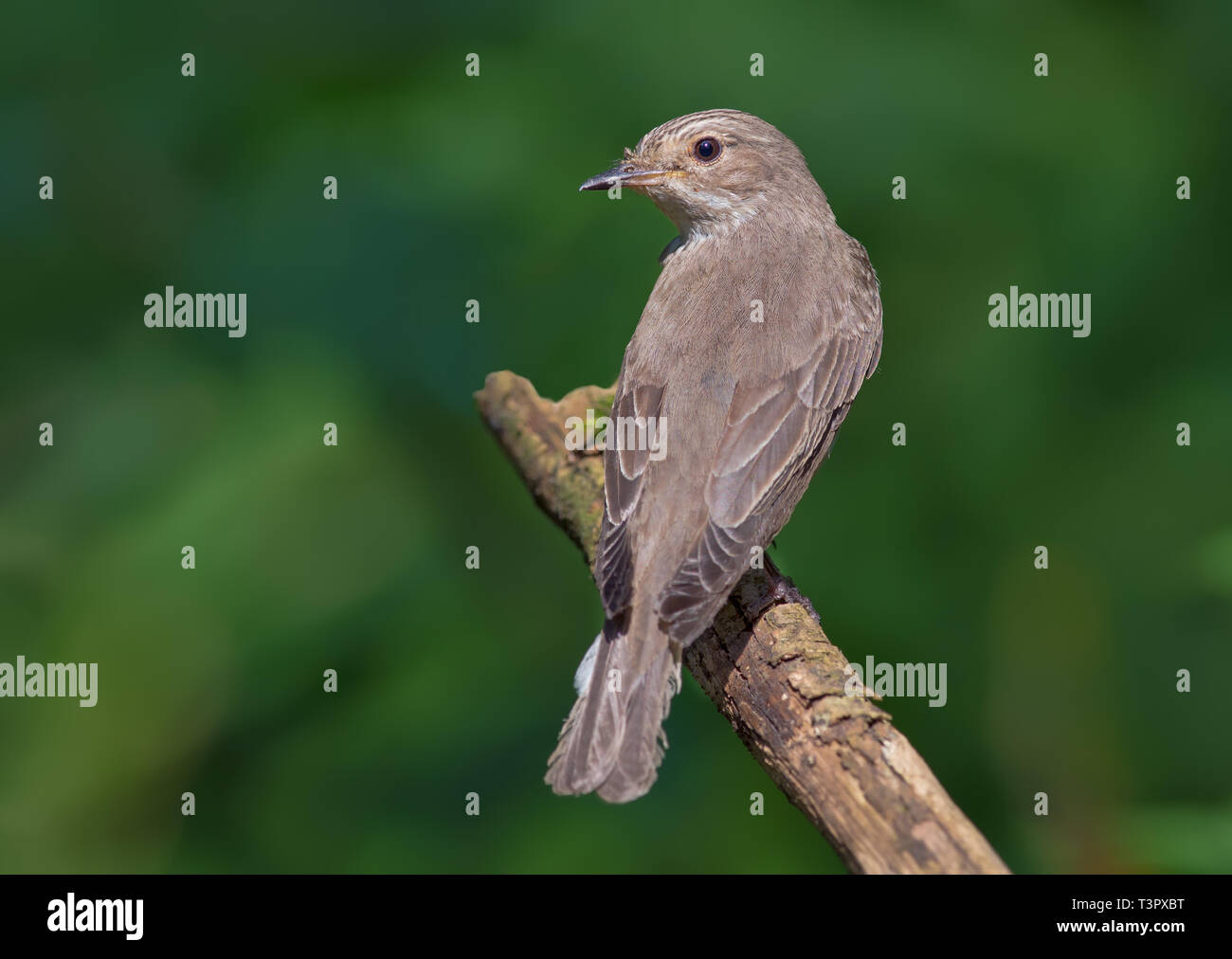 Spotted Flycatcher perched on old branch back view Stock Photo