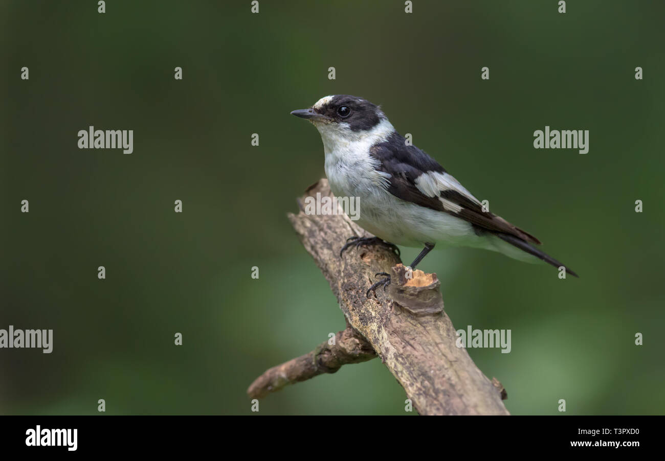 Male Collared Flycatcher perched on an old dried branch Stock Photo