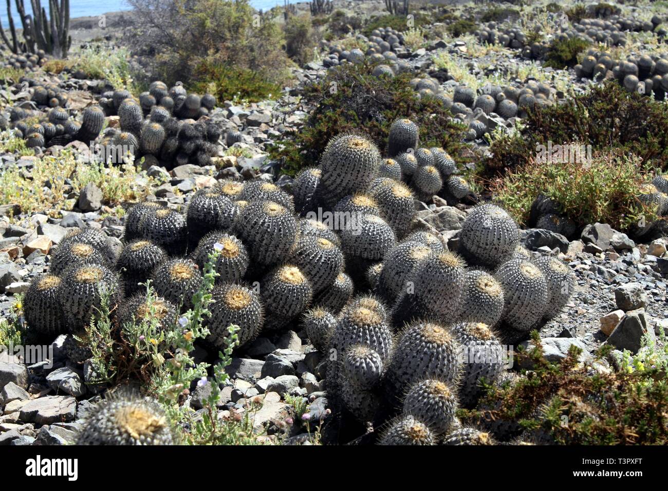 Cactus (Copiapoa tenebrosa) at coastline of Atacama desert at Pan de Azucar Stock Photo