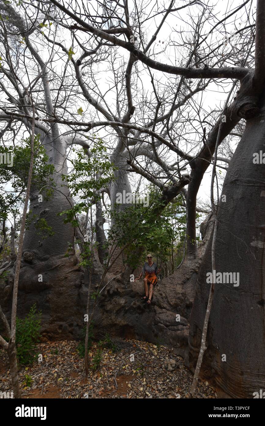 Baobab tree on Azura Quilalea Private Island, Quirimbas Archipelago, Mozambique, Africa Stock Photo