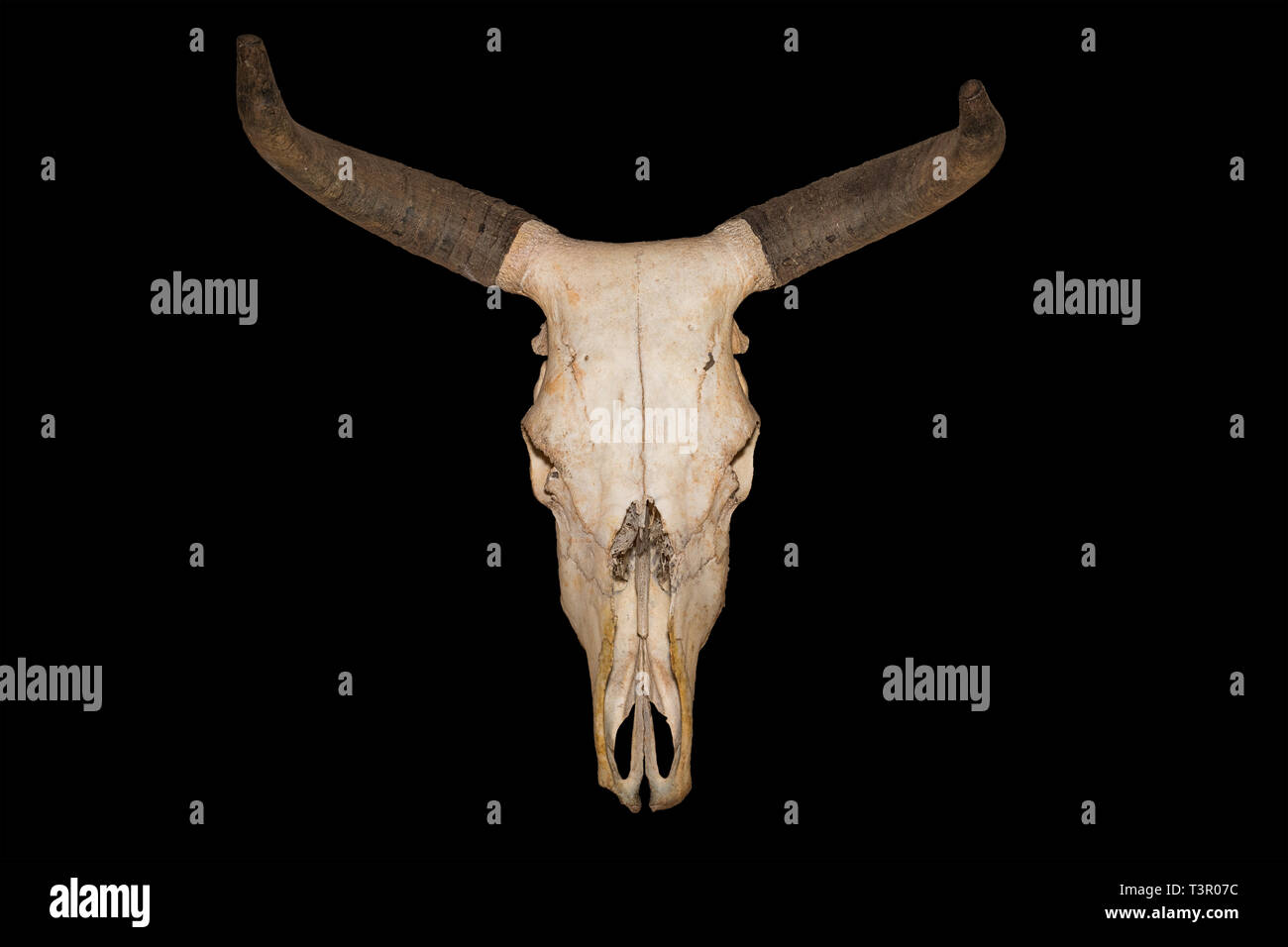 Head skull of bull isolated on black background Stock Photo