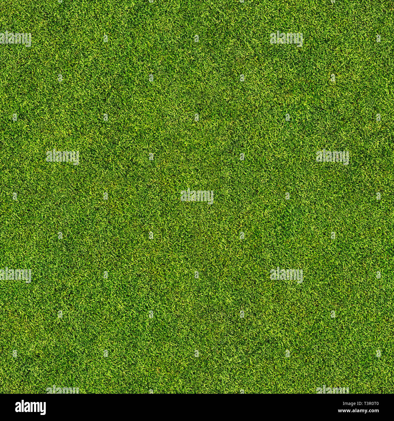 seamless grass texture Stock Photo