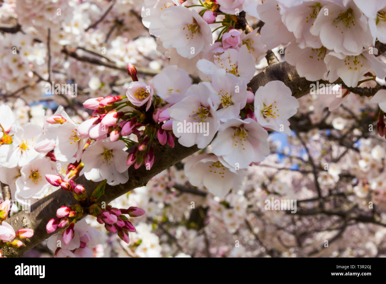 About the Kwanzan / Kanzan Cherry Blossoms Near the Tidal Basin