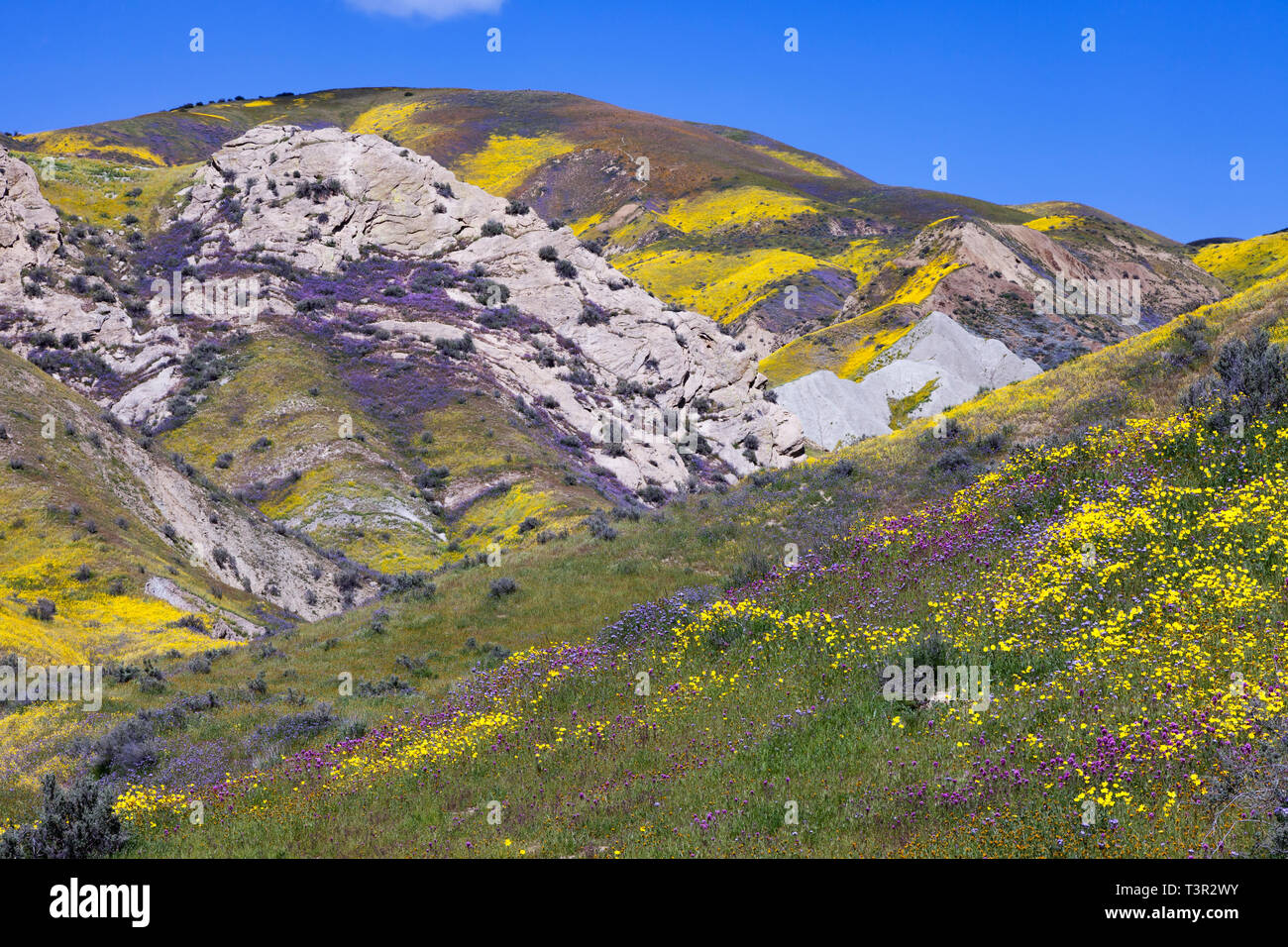 Wildflowers bloom along the temblor range at the Carrizo Plain National Monument. Stock Photo
