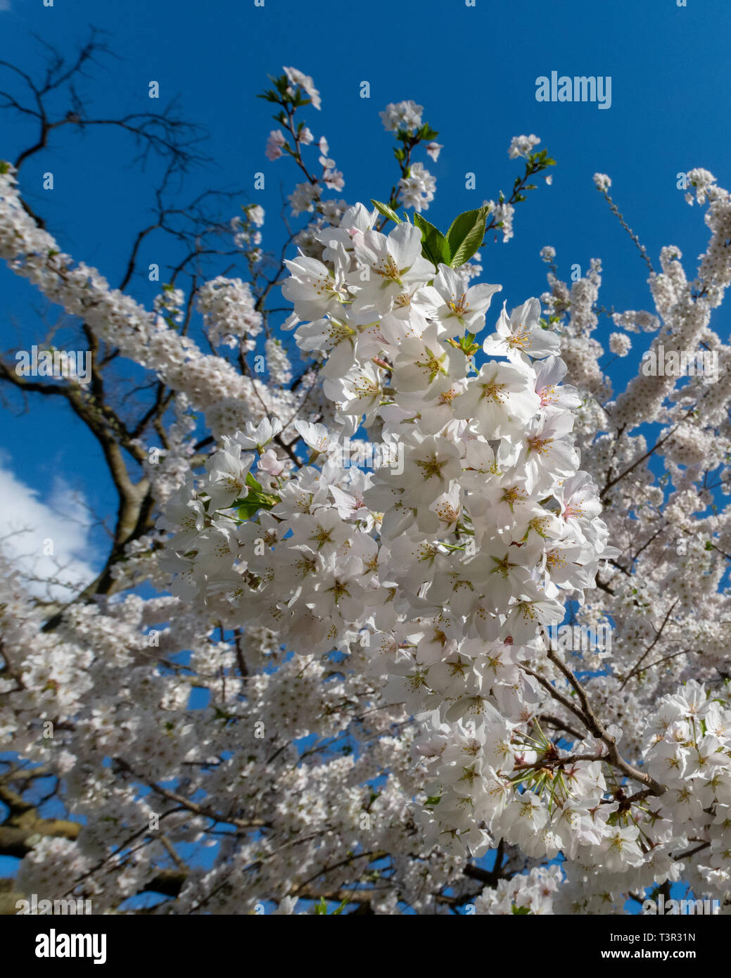 Yoshino cherry tree blossoms on Prunus x yedoensis springtime white
