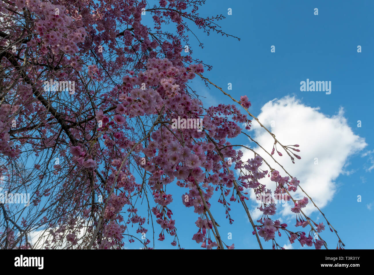 Weeping cherry tree blossoms at springtime - Prunus subhirtella pink flowers on flowering trees against a blue sky - Easter flowers & spring blossom Stock Photo