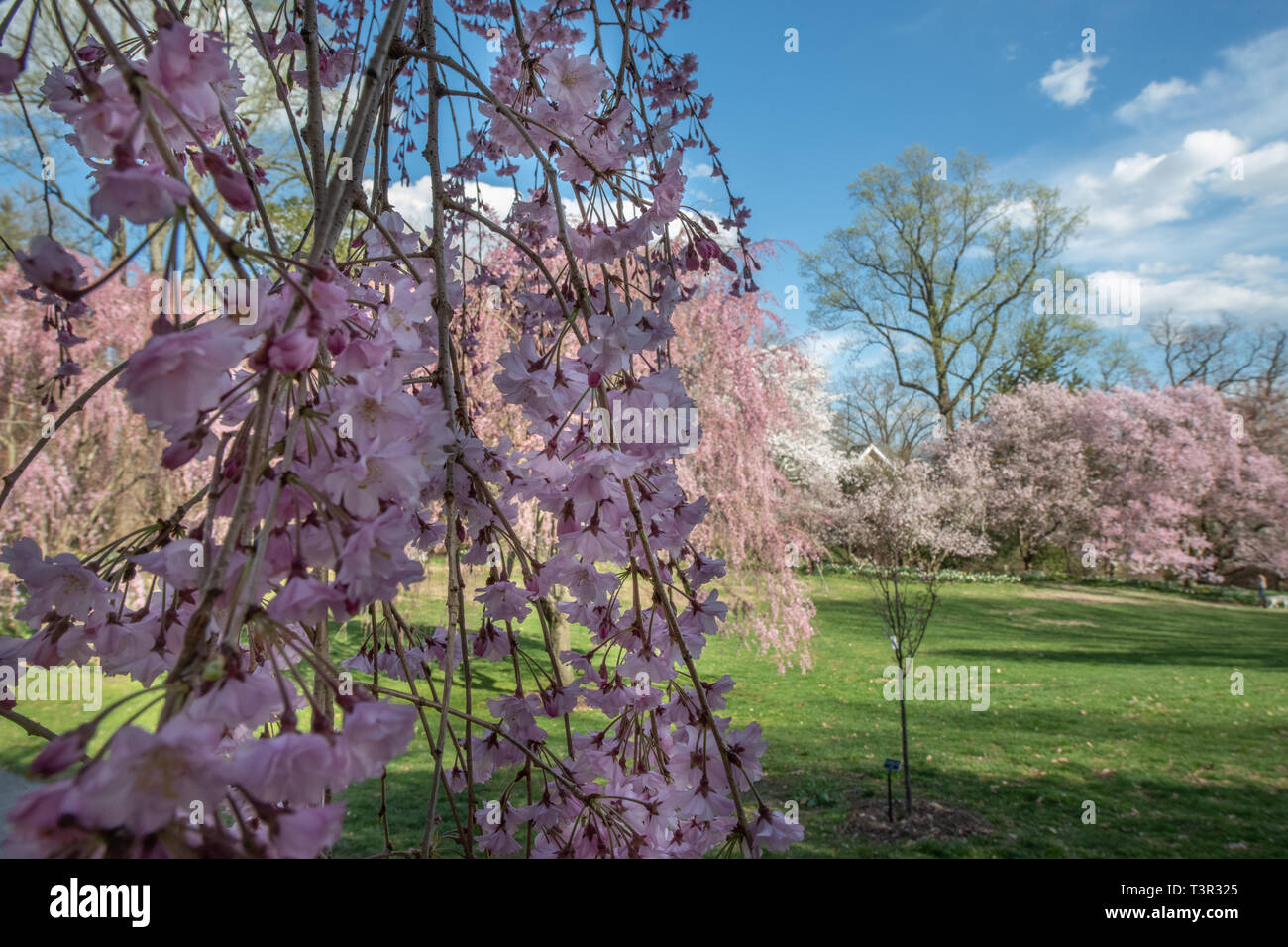 Weeping cherry tree blossoms at springtime - Prunus subhirtella pink flowers on flowering trees against a blue sky - Easter flowers & spring blossom Stock Photo