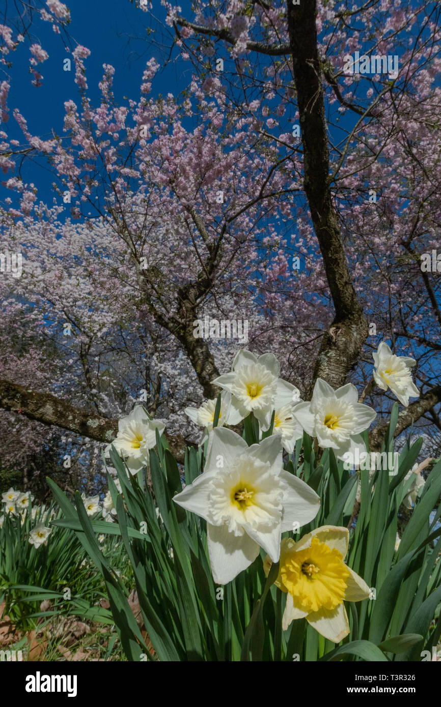 Cherry tree blossoms at springtime - pink flowers and white flowers on flowering trees against a blue sky - Easter flowers and spring blossom USA Stock Photo