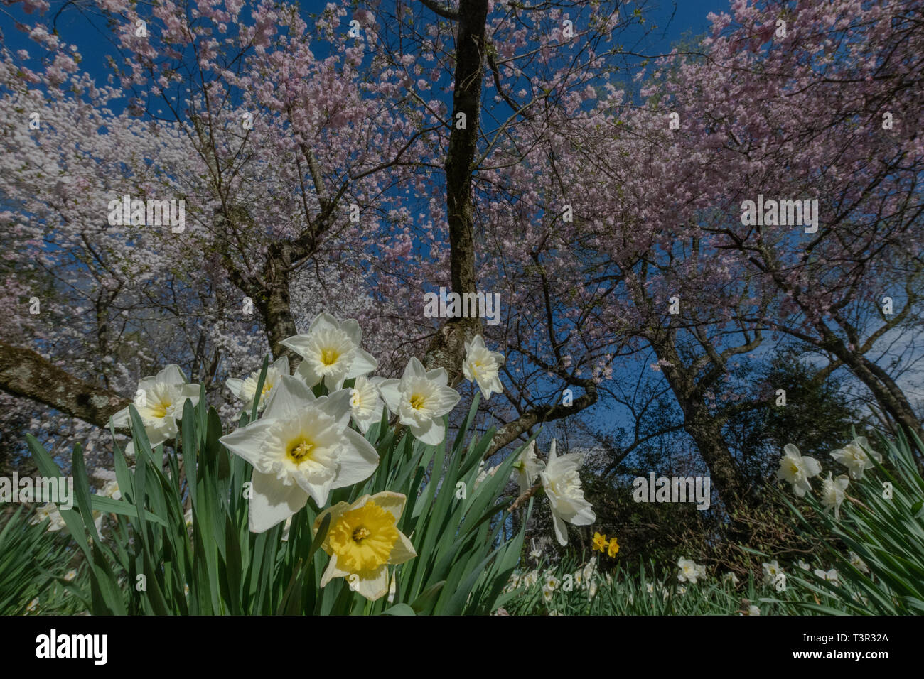Cherry tree blossoms at springtime - pink flowers and white flowers on flowering trees against a blue sky - Easter flowers and spring blossom USA Stock Photo