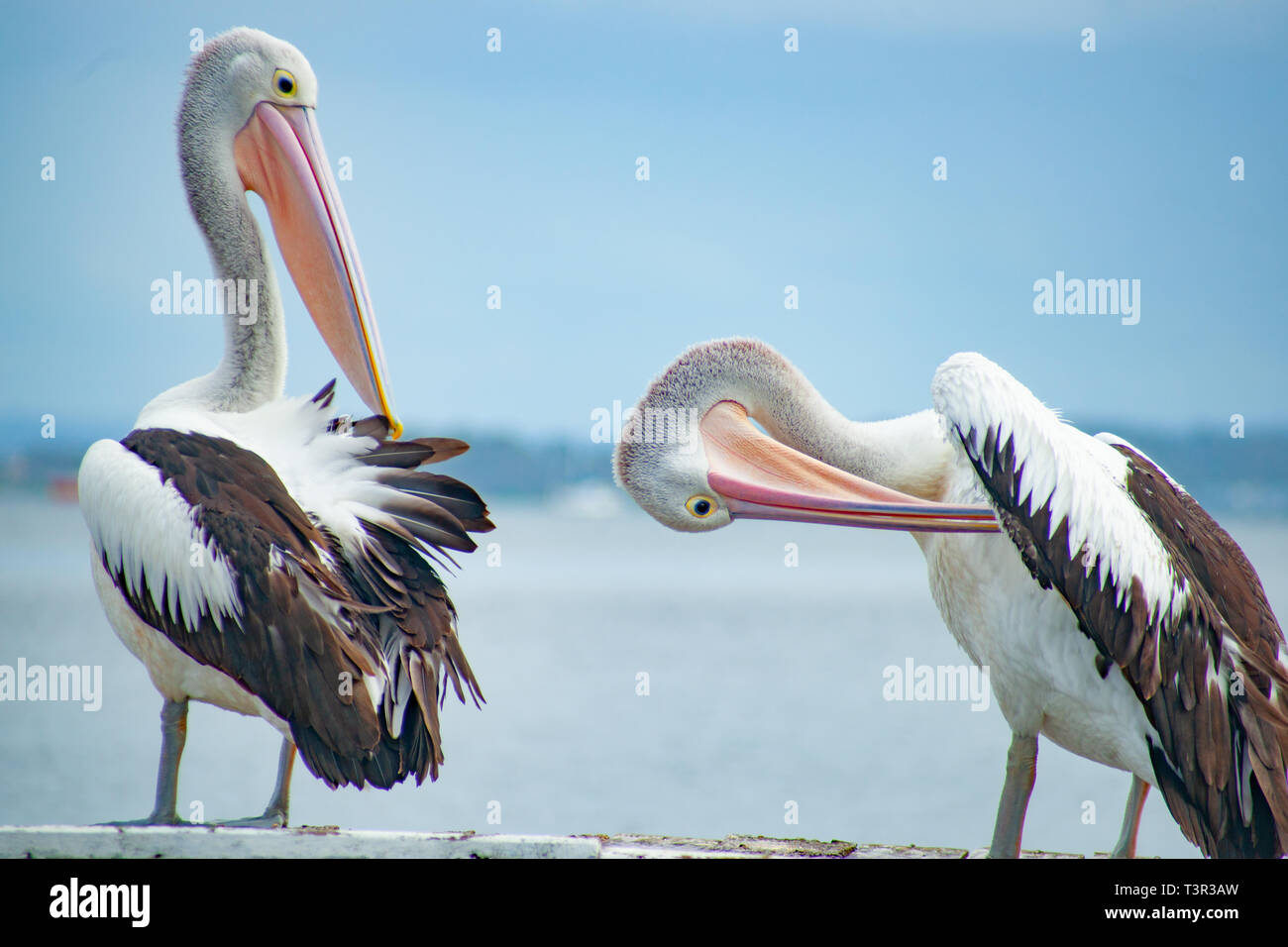 Pelican standing on pier hires stock photography and images Alamy