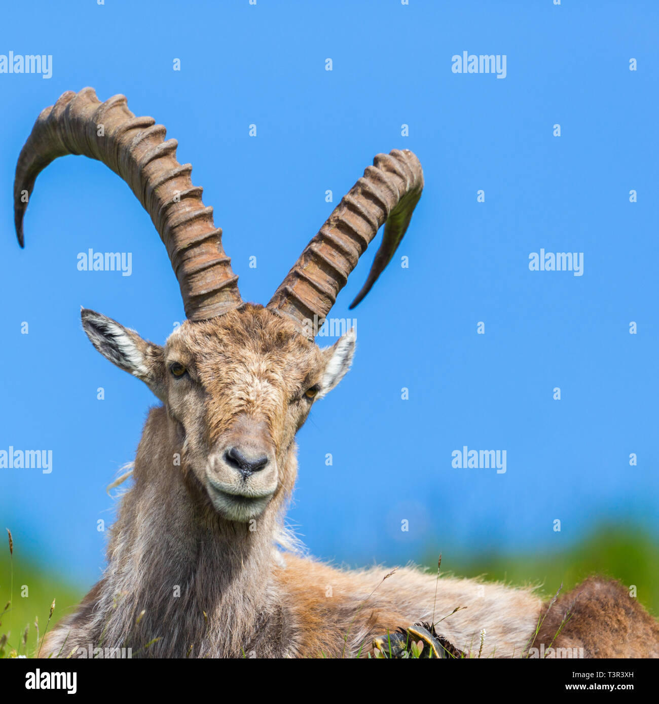 Capra horn hi-res stock photography and images - Alamy