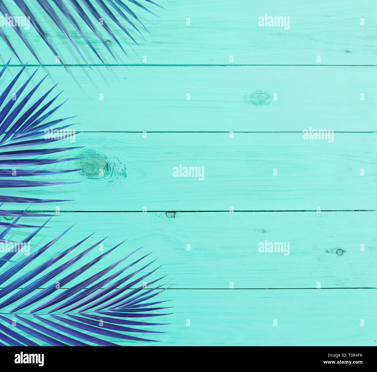 Tropical coconut leaves with blue color wood background.summer design