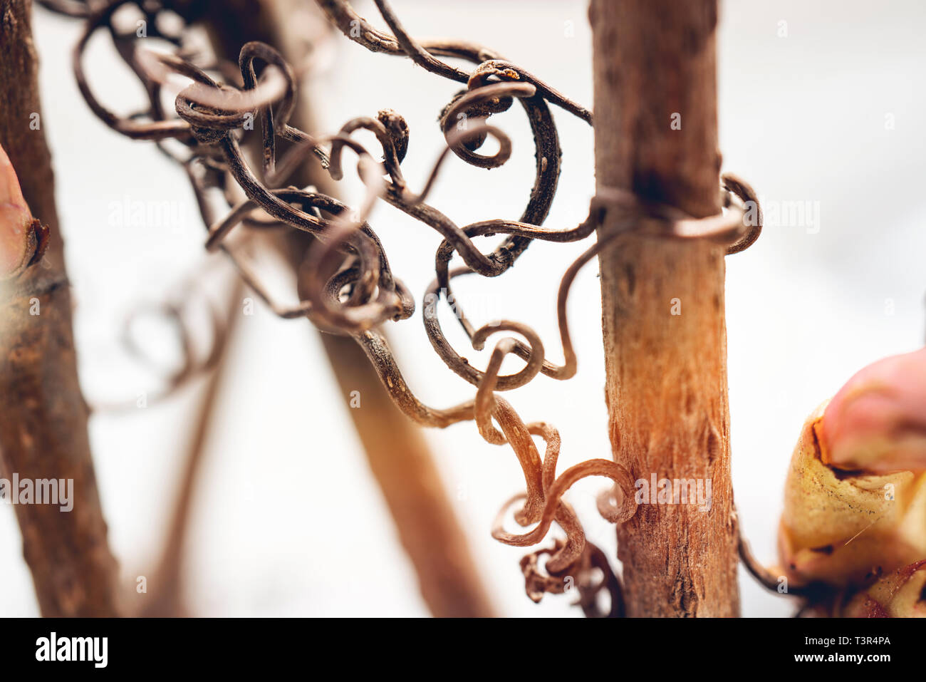 Twig style hi-res stock photography and images - Alamy