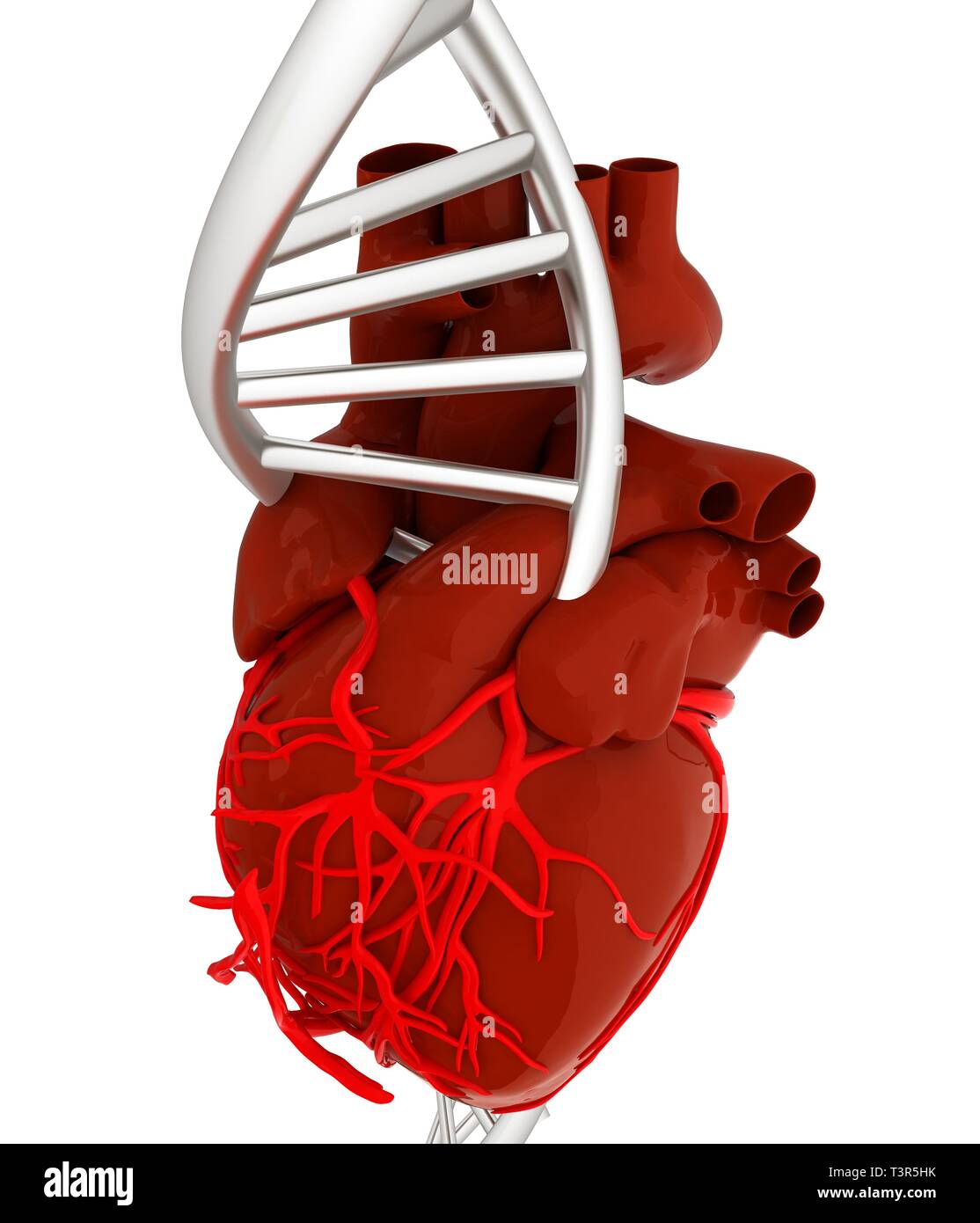 Dna strand and human heart hi-res stock photography and images - Alamy