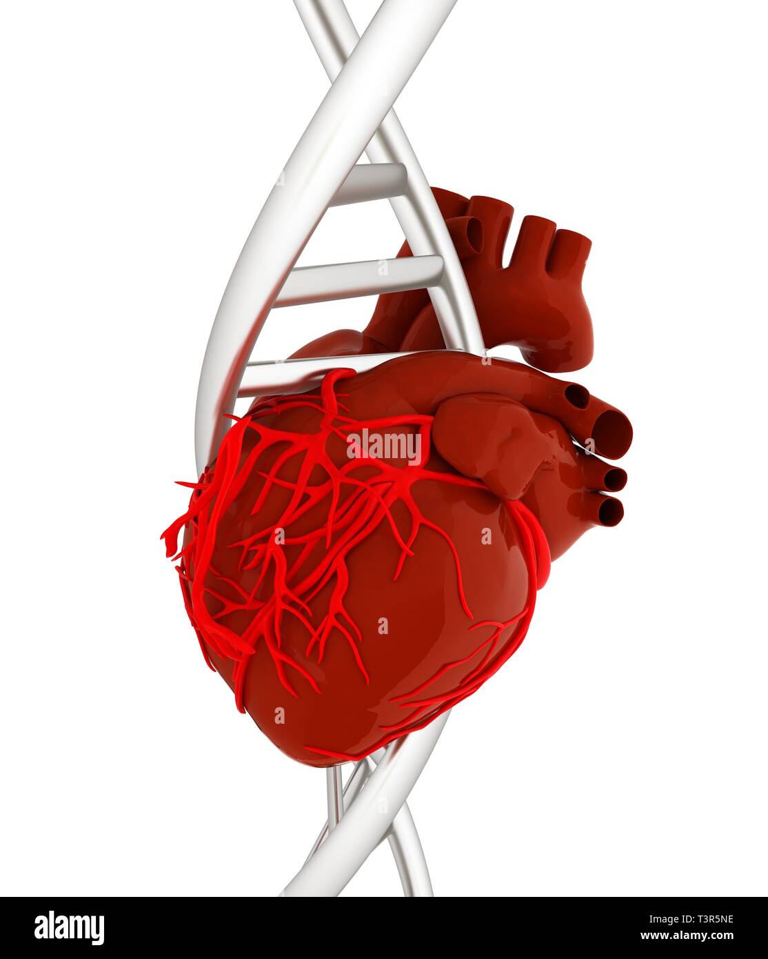 Dna Strand And Human Heart High Resolution Stock Photography and Images ...